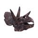 Triceratops, crâne, imitation, 14,5cm