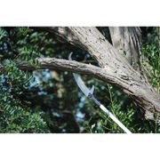 SILKY HAYAUCHI 3670-6.5 TELESKOPICKÁ PILA - PILKY NA VĚTVE - ZAHRADNÍ NÁŘADÍ