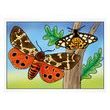 omalovánky Motýli 5300701