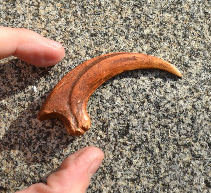 authentic velociraptor claw