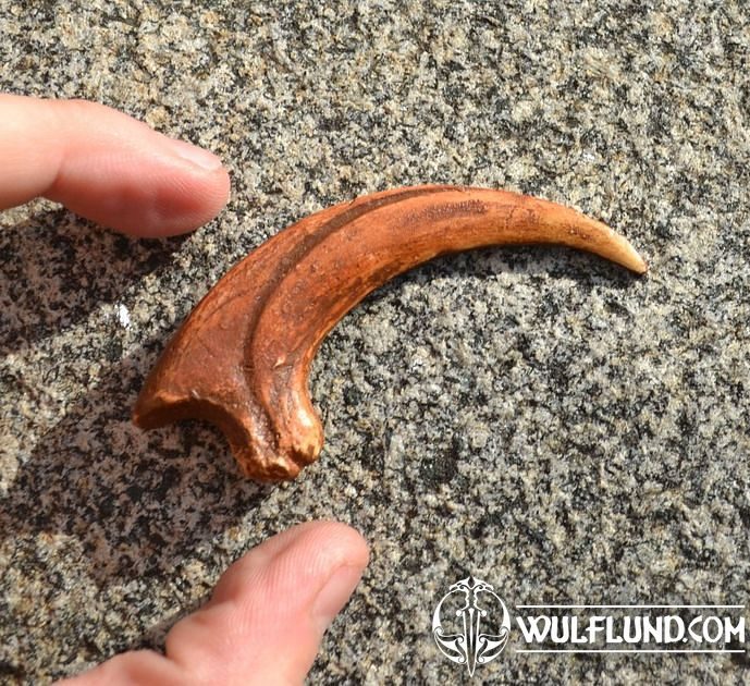 Raptor Claw - Replica