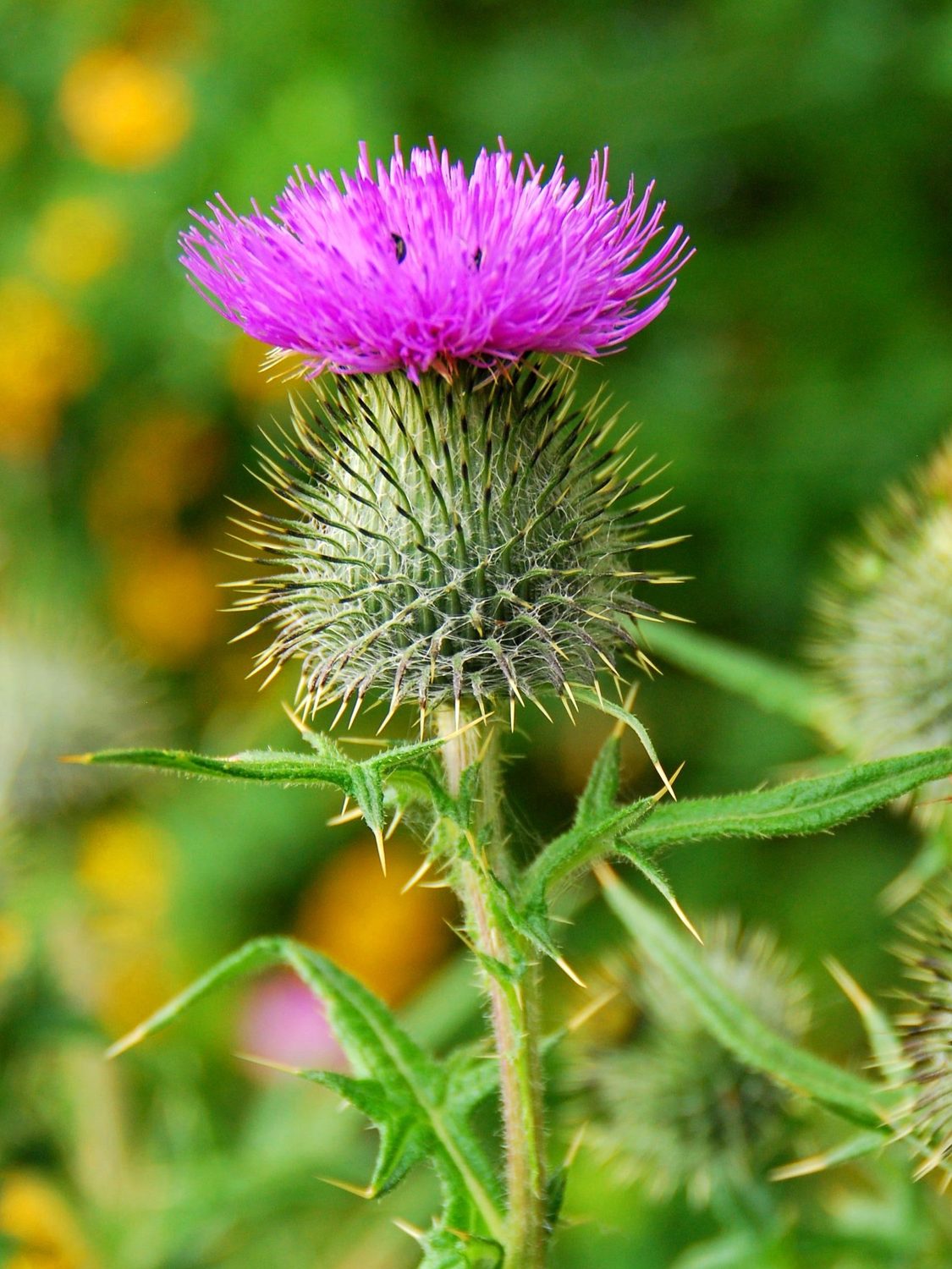 Scottish Thistle