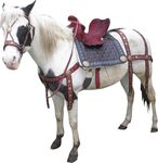 riding shop - horse saddles