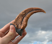 UTAHRAPTOR, CLAW, REPLICA - FOSSILIEN