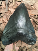 CARCHAROCLES MEGALODON, SHARK TOOTH - FOSSILES