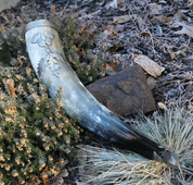 SCOTTISH THISTLE- ALBA, DRINKING HORN DE LUXE - DRINKING HORNS