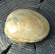 CLAM SHELL, FOSSIL, MADAGASCAR - FOSSILIEN