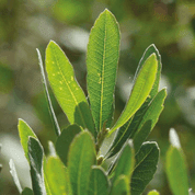 BOG MYRTLE AND FRESH MINT TRAVEL CONTAINER - DUFTKERZEN