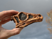 EORAPTOR, DINOSAUR SKULL REPLICA - FOSSILES