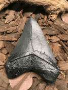 CARCHAROCLES MEGALODON, SHARK TOOTH - FOSSILES