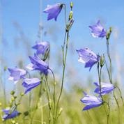 SCOTTISH BLUEBELL TRAVEL CONTAINER - BOUGIES PARFUMÉES