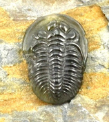 TRILOBITE, RAW MOLDAVITE STONE - GLYPTICA - MOLDAVITES, CZECH