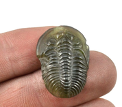 TRILOBITE, RAW MOLDAVITE STONE - GLYPTICA - MOLDAVITES, CZECH