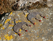 LUDMILA, EARRINGS, BRONZE, RED - EARRINGS - BRONZE