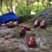 RED JASPER RUNE SET, OLD FUTHARK - DECORATIVE MINERALS AND ROCKS