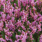 HEATHER AND WILD BERRIES REED DIFFUSER, SCOTLAND - DIFFUSEURS DE PARFUM