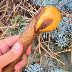 Shillelagh - Irischer Stock, Holz für die Ausbildung