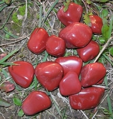 RED JASPER - gemstone