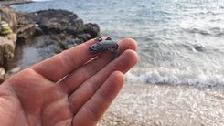 TROUT, fish, fishing pendant, zinc antique silver