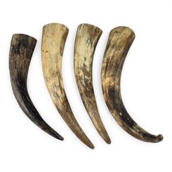 Raw cow horn - 30 cm