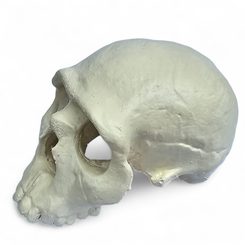 NEANDRTAL, protohuman, Schädel