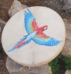 SHAMAN DRUM - Macaw parrot 40 cm