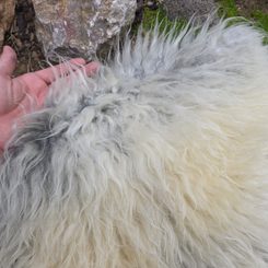 Sheepskin, Swedish Melerade sheep