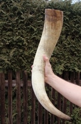 EXTREMELY LONG UNPOLISHED HORN