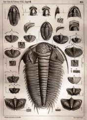 TRILOBITE - FOSSIL HUNT, men's Paleontology T-shirt