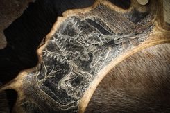 Cernunnos, Celtic God, engraved antler