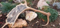DEER and DOE, fallow deer antler - Scrimshaw