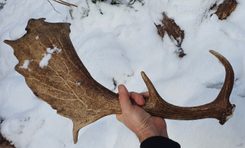 DEER and DOE, fallow deer antler - Scrimshaw