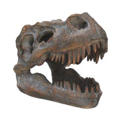 T-rex, Tyrannosaurus rex, skull