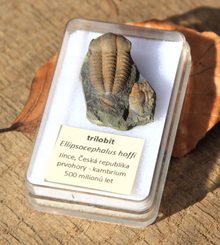 TRILOBITE, Ellipsocephalus hoffi