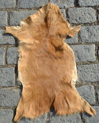 Roe deer, fur