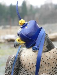 FALCONRY HOOD XXVII