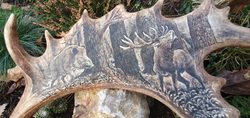 BOAR and STAG, fallow deer antler - Scrimshaw