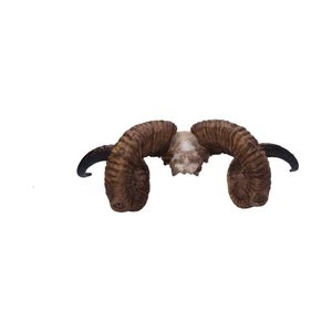 DIABLO- REALISTIC DEMONIC RAM'S SKULL 58CM - FIGURES, LAMPS, CUPS{% if kategorie.adresa_nazvy[0] != zbozi.kategorie.nazev %} - PAGAN DECORATIONS{% endif %}