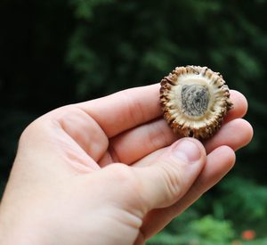 OURS, PENDENTIF EN BOIS DE CERF GRAVÉ - BIJOUX ANIMALIERS{% if kategorie.adresa_nazvy[0] != zbozi.kategorie.nazev %} - BIJOUTERIE{% endif %}