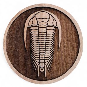 Wooden box for fossils, Trilobit