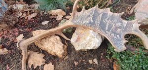 BOAR and STAG, fallow deer antler - Scrimshaw