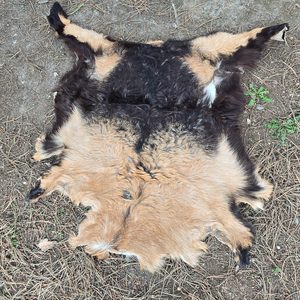 FUR - GOAT - LEATHER, FURS, SKINS, PERGAMENS{% if kategorie.adresa_nazvy[0] != zbozi.kategorie.nazev %} - BUSHCRAFT, LIVING HISTORY, CRAFTS{% endif %}