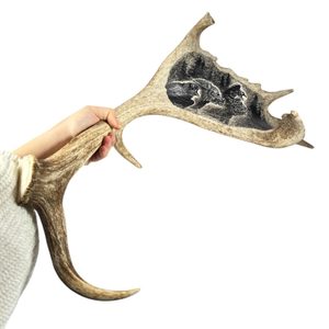 Geri, Freki und Huginn und Muninn, das gravierte Geweih