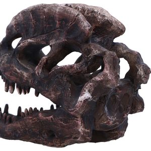 Dilophosaurus , skull, imitation, 16cm