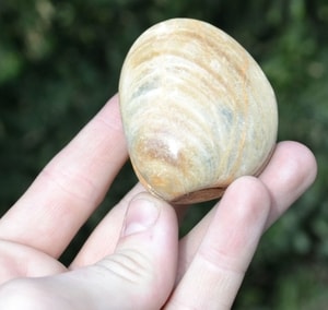 CLAM SHELL, FOSSIL, MADAGASCAR - FOSSILES{% if kategorie.adresa_nazvy[0] != zbozi.kategorie.nazev %} - MINÉRAUX, FOSSILES{% endif %}