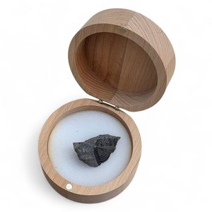 Wooden box for fossils, Trilobit