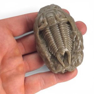 Figurine de trilobite