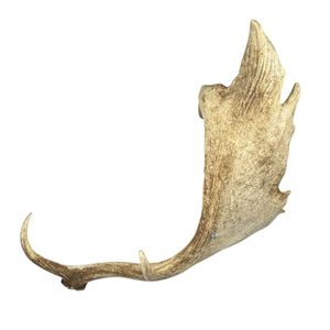 Geri, Freki und Huginn und Muninn, das gravierte Geweih