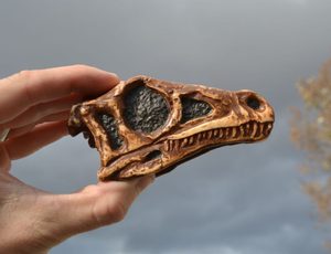 EORAPTOR, DINOSAUR SKULL REPLICA - FOSSILIEN{% if kategorie.adresa_nazvy[0] != zbozi.kategorie.nazev %} - MOLDAVITE, MINERALIEN, FOSSILIEN{% endif %}