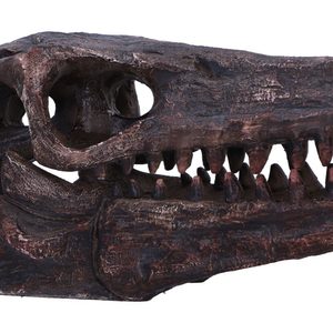 Archaeopteryx, skull, imitation, 18cm